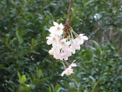 あ〜、花見で・・・