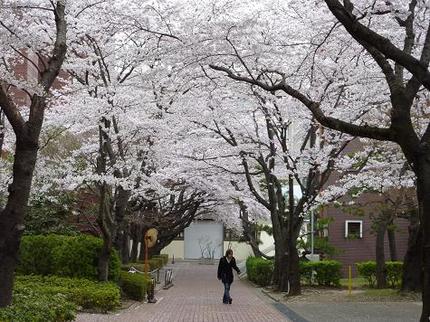 桜満開