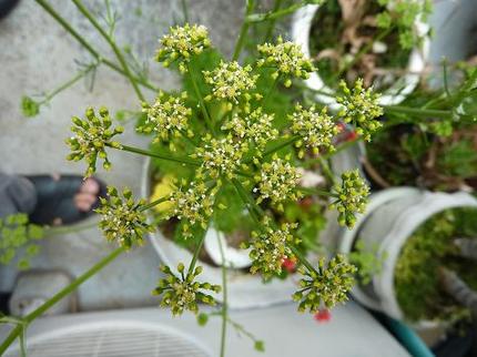 パセリの花