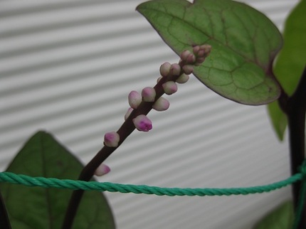 ツルムラサキの花？