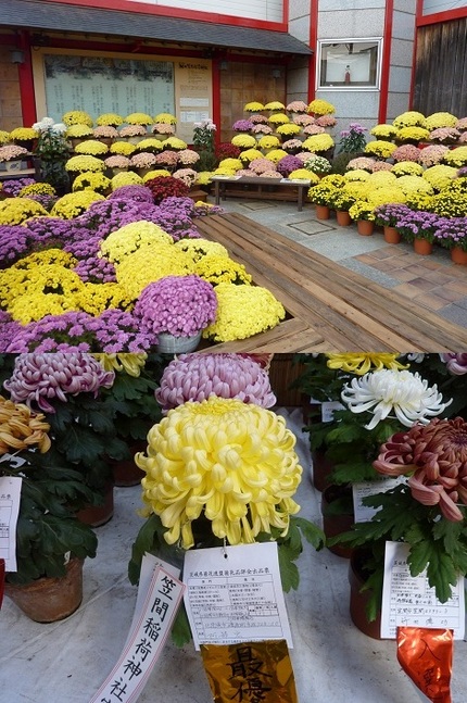菊まつり　in　笠間稲荷神社