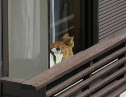日向ぼっこ