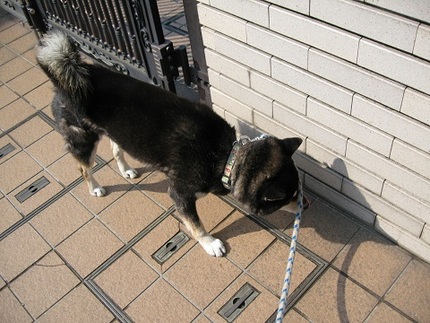 カイの癖