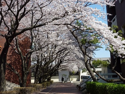 桜並木