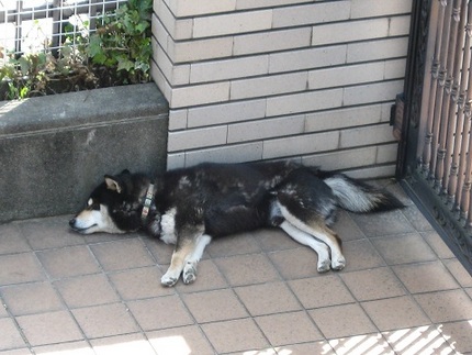 カイの春眠、その２
