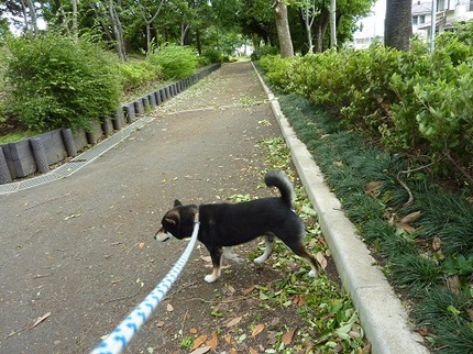 台風の去ったあと..