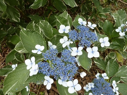 紫陽花