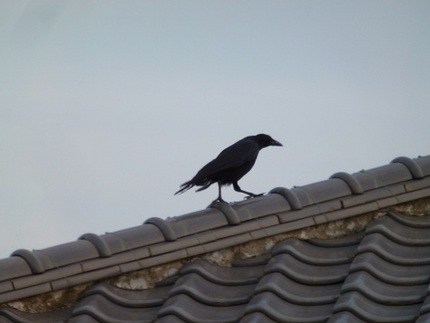 カラス