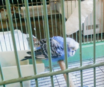 ピータンの最後