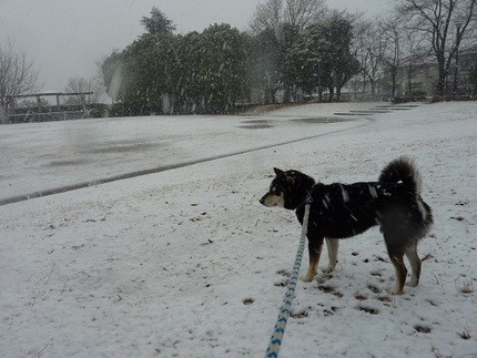 雪だ！
