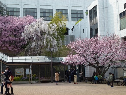 花見　その２