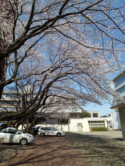 花見　その３
