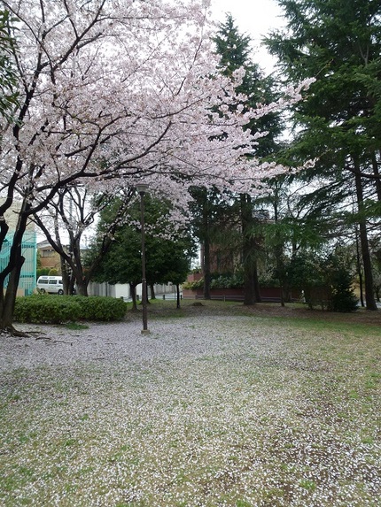 ピンクの絨毯