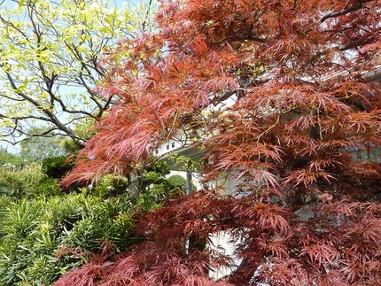 紅枝垂れ