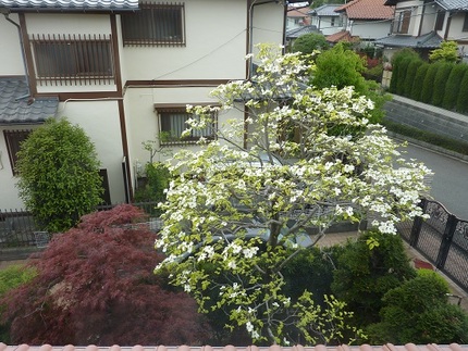 花水木と紅枝垂れ