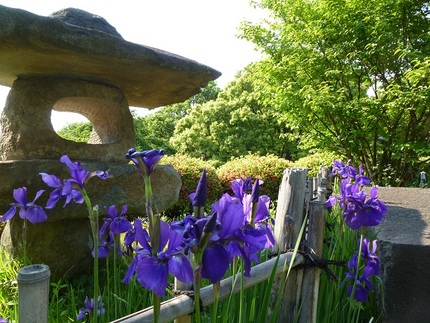 花菖蒲