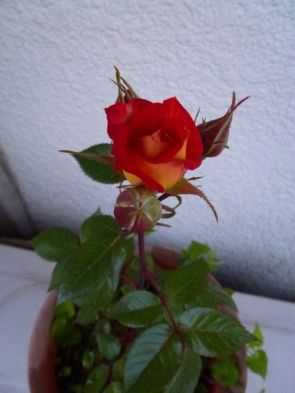 薔薇が咲いた、薔薇が咲いた、真...