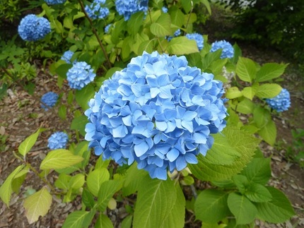 元気のない紫陽花