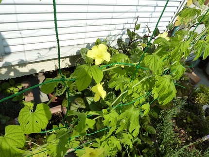 ゴーヤの花