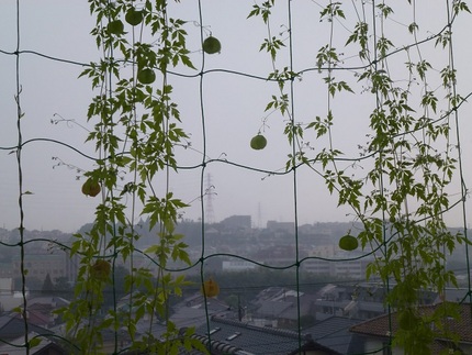 久しぶりの雨