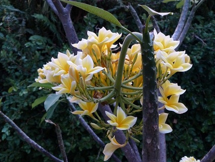 プルメリアの花　その３