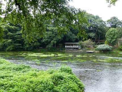 柿田川公園