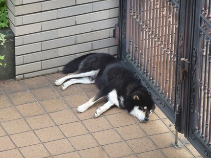 番犬
