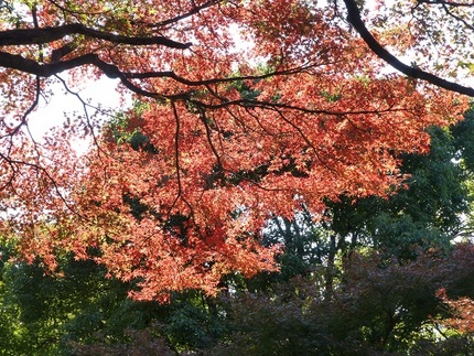 紅葉 in 五島美術館