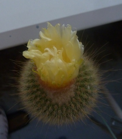 サボテンの花　その２