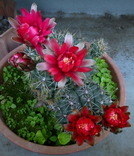 サボテンの花