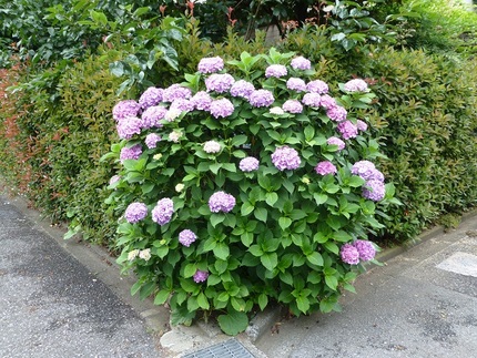 紫陽花　その２