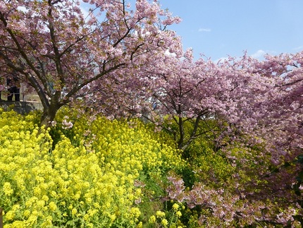 ピンクの河津桜と黄色の菜の花が...