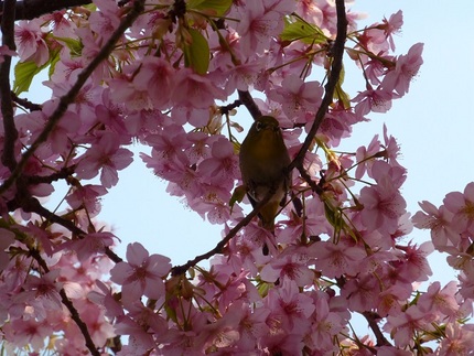 桜とメジロ