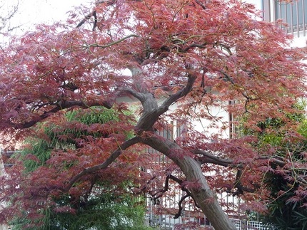 紅枝垂れ