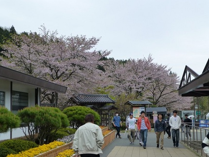 桜 in 横川SA