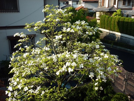 花水木