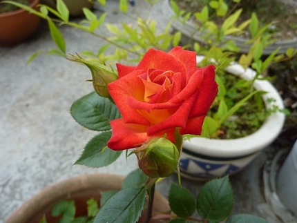 薔薇が咲いた