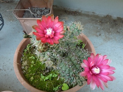 サボテンの花