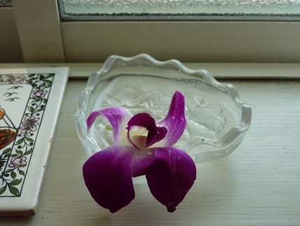 蘭の花