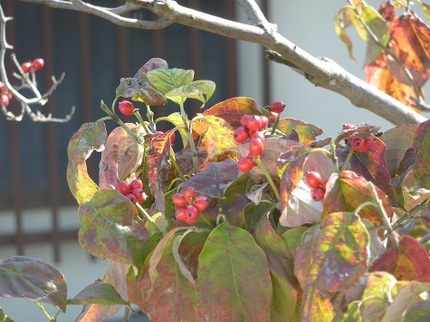 花水木の実