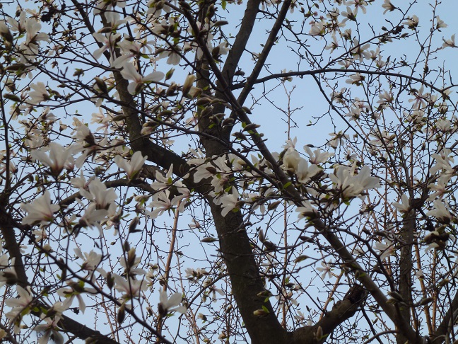 こぶし