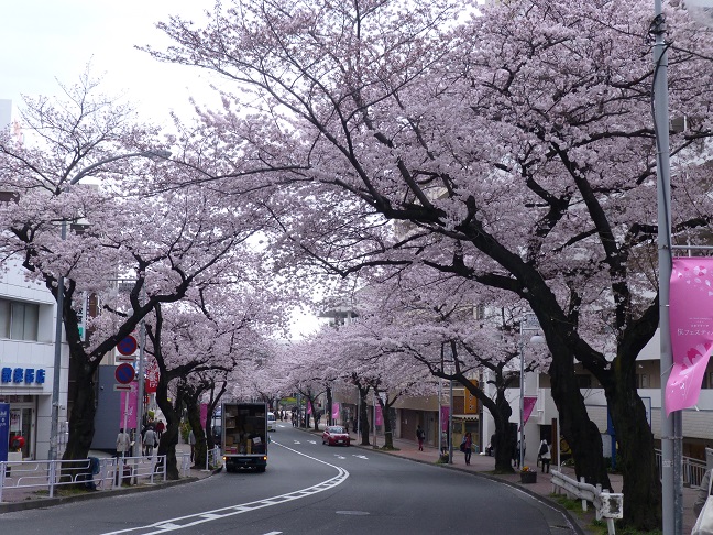 桜満開　in たまプラーザ