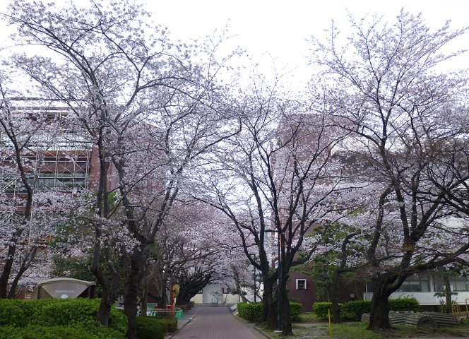 桜満開　in 日本大学生産工学...