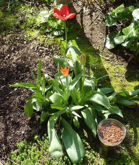 咲いた、咲いたチューリップの花...