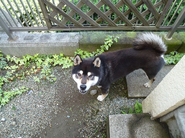 アイビー　その２