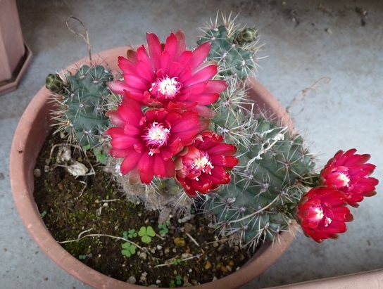 サボテンの花
