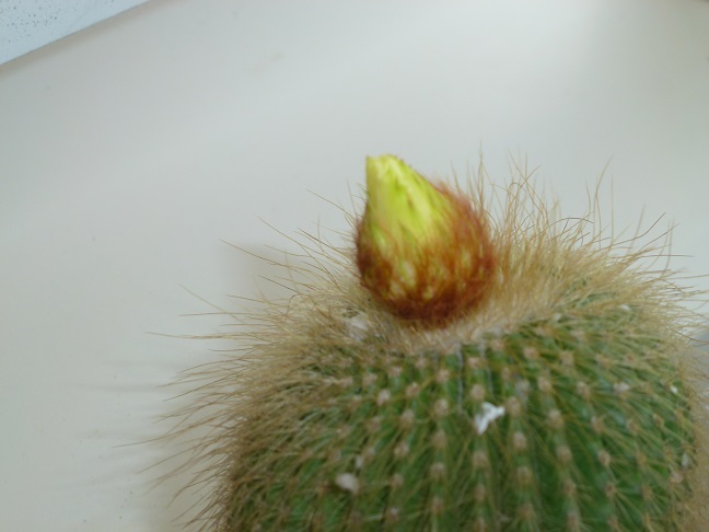 朝はまだ蕾でした。