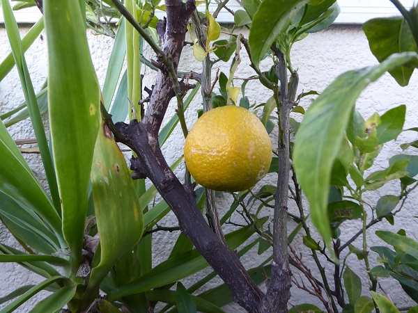 蜜柑