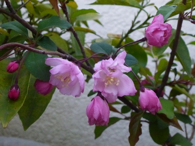カイドウの開花