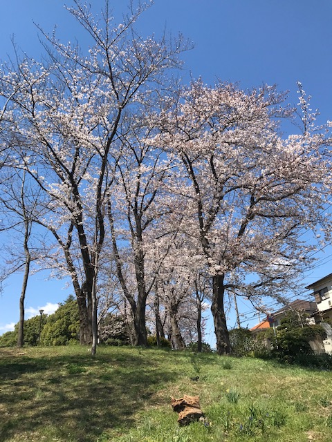 桜満開
